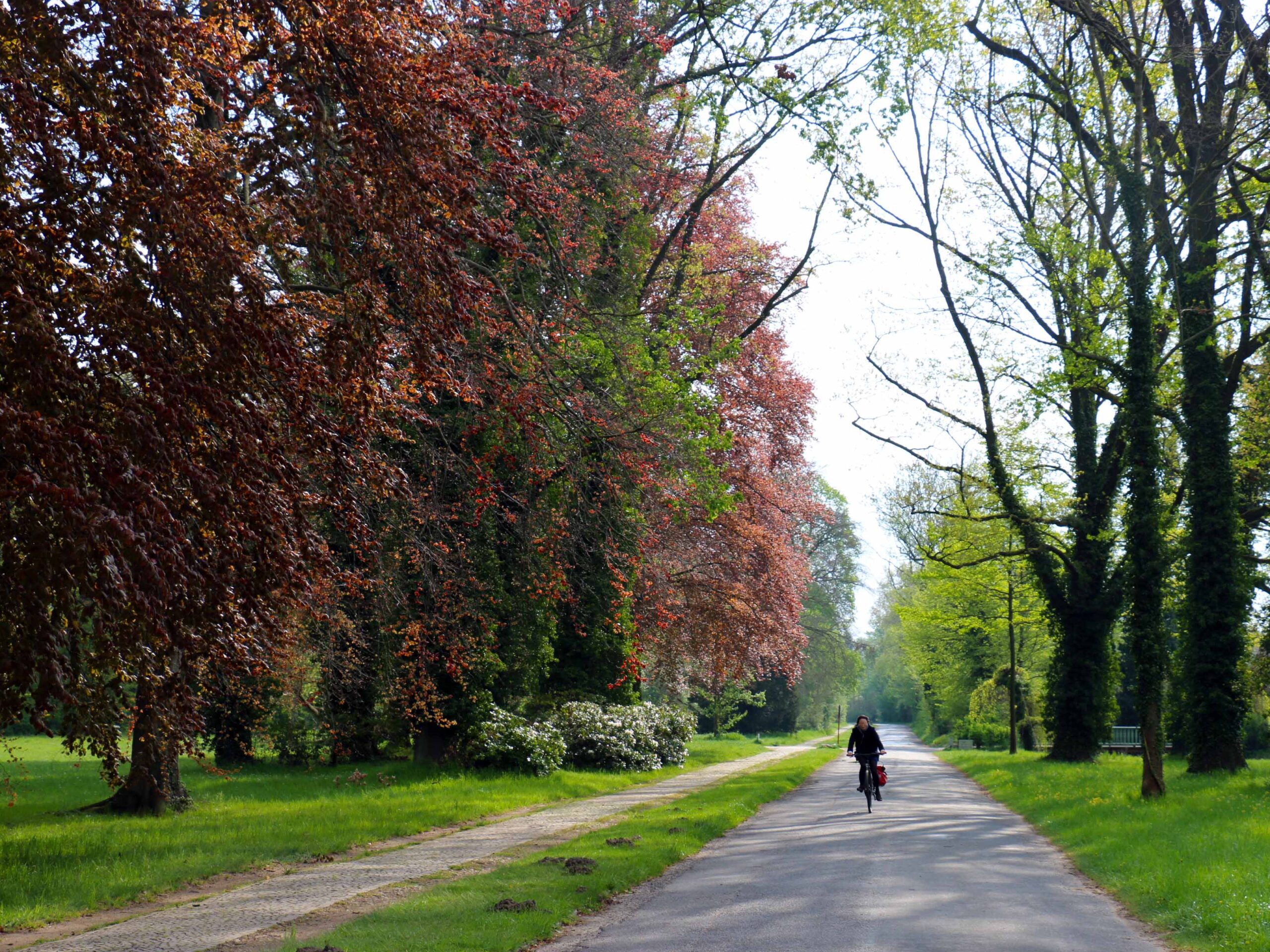 Der Ökonomieweg führt mitten durch den weitläufigen Park Sanssouci. © Dagmar Köhler