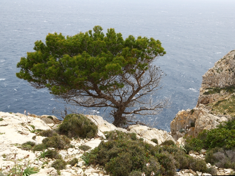 Im Norden der Insel Mallorca gibt es keinen Massentourismus. Dafür aber faszinierende Aussichten. (c) Andreas Burkert